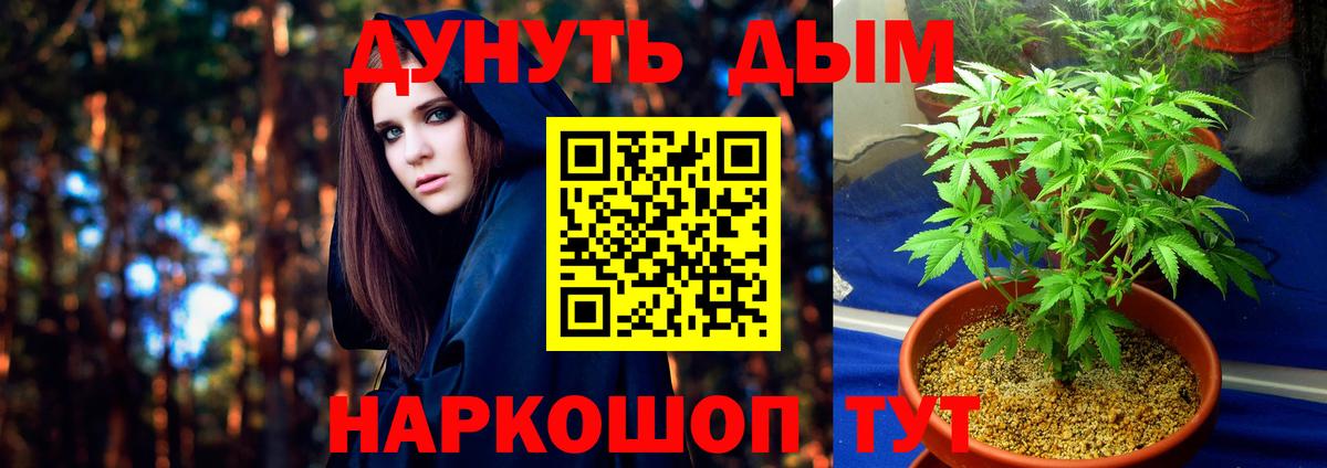 Конопля план  Бошки марихуана ГИДРОПОН  Светлоград  Вход с VPN 